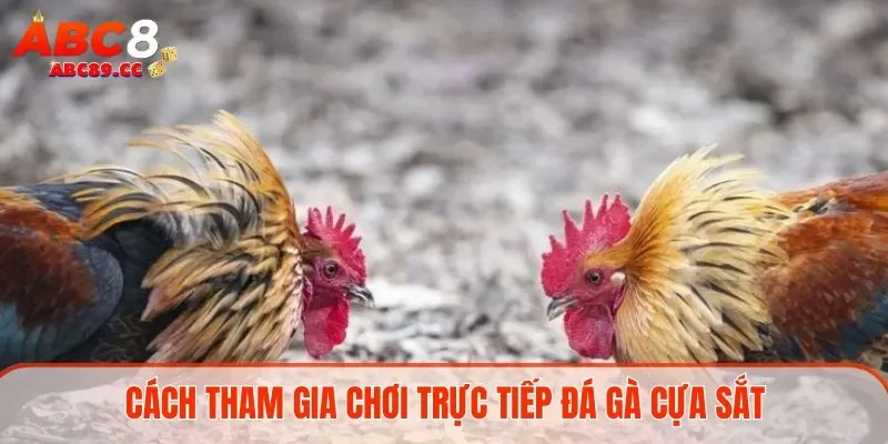 Cách tham gia chơi trực tiếp đá gà cựa sắt