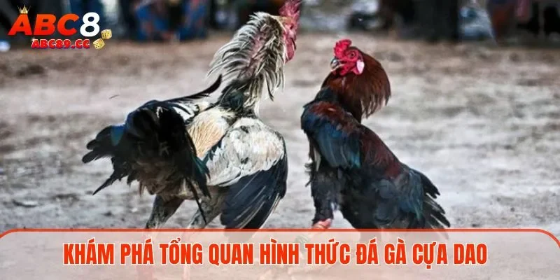 Khám phá tổng quan hình thức đá gà cựa dao