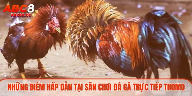 Những điểm hấp dẫn tại sân chơi đá gà trực tiếp Thomo