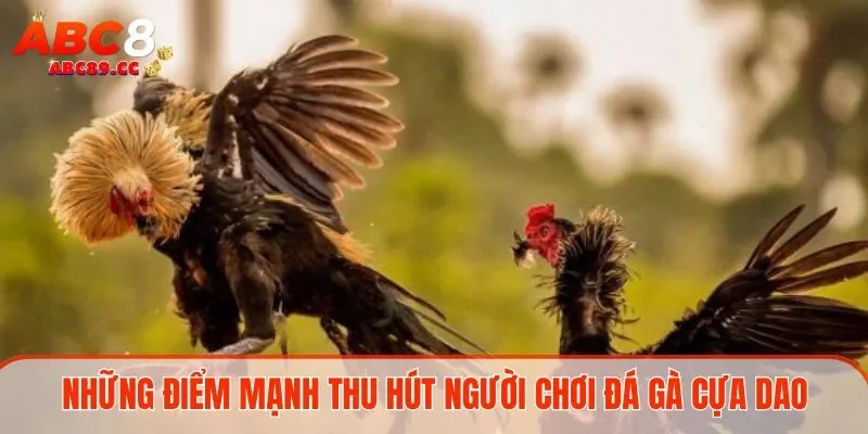 Những điểm mạnh thu hút người chơi đá gà cựa dao
